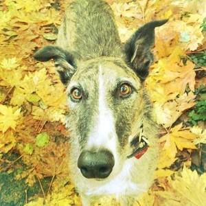 Meet your Posher, Nikola